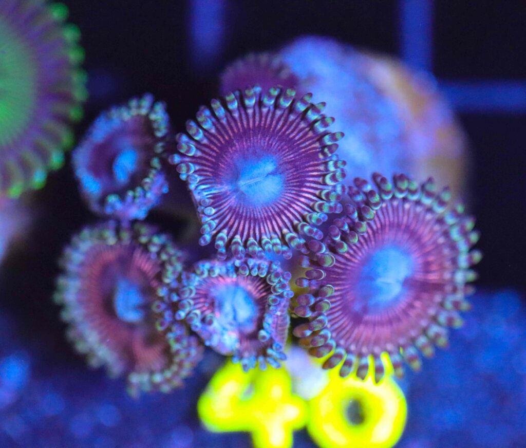 Frag Box Corals