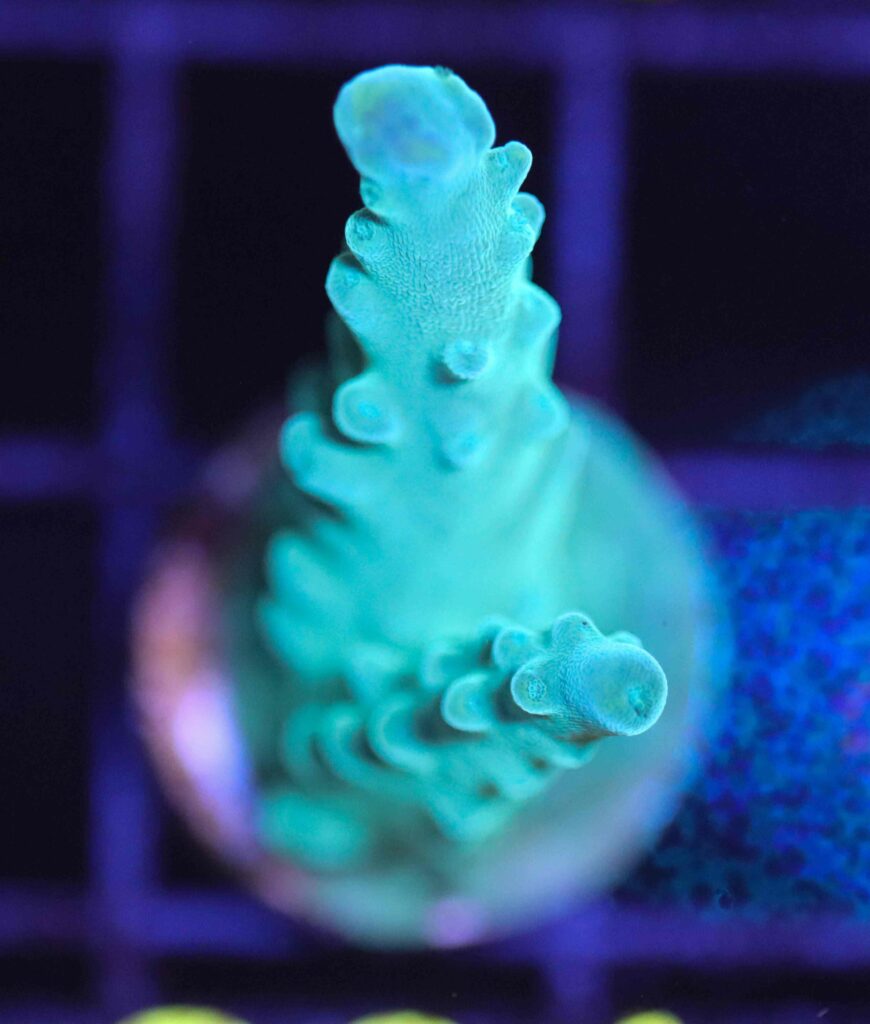 Frag Box Corals