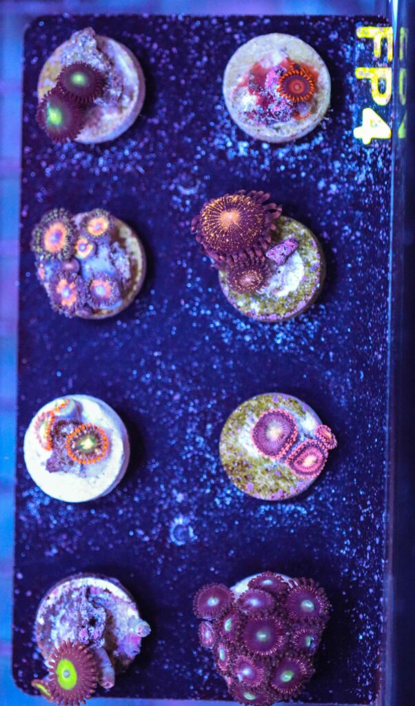 Frag Box Corals