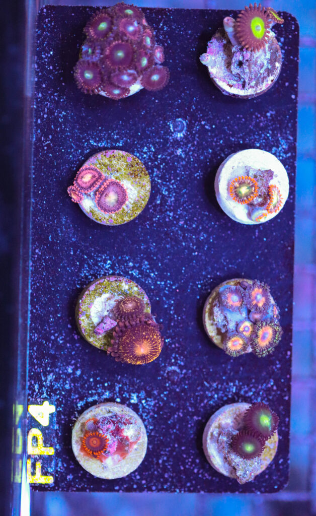 Frag Box Corals