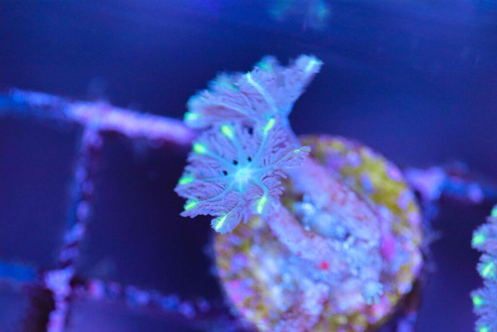 Frag Box Corals