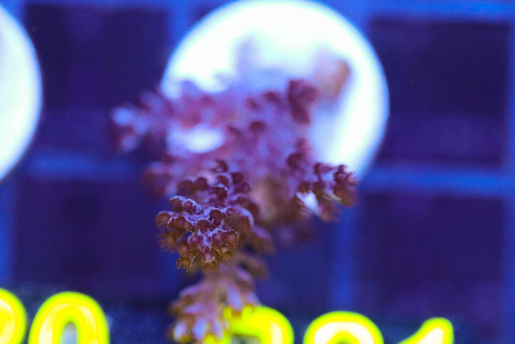 Frag Box Corals