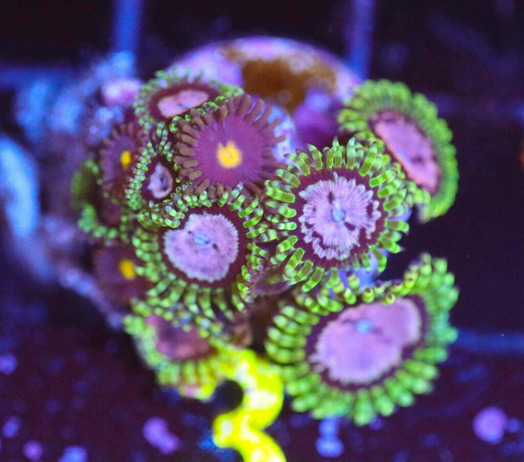 Frag Box Corals