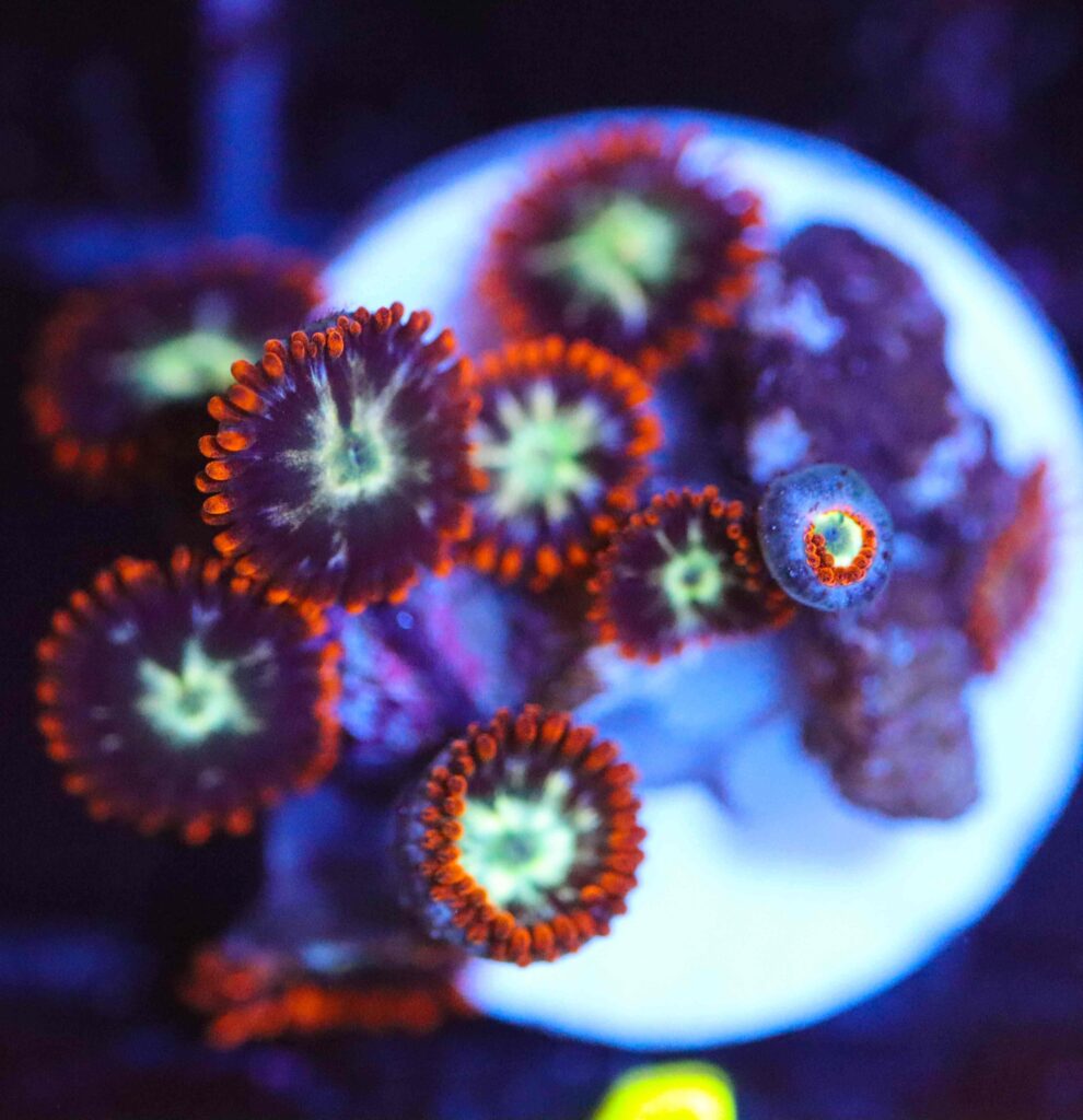 Frag Box Corals