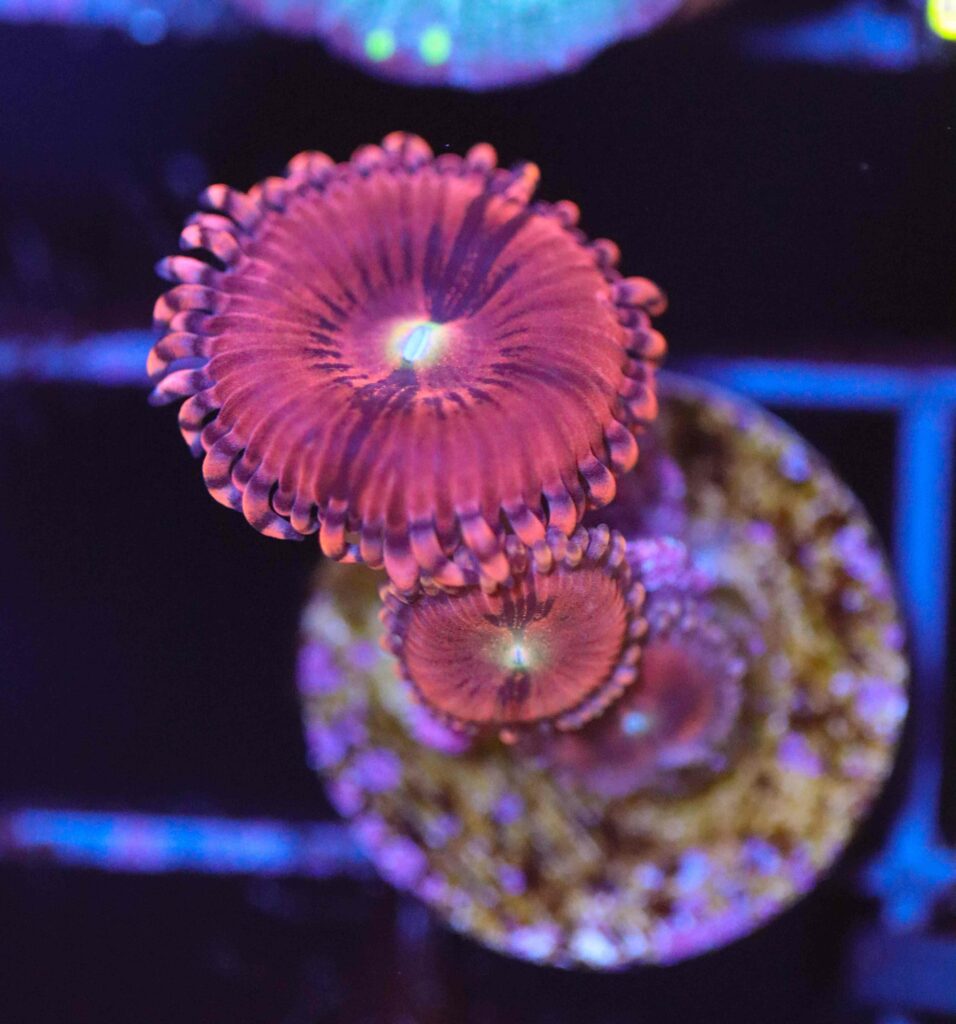 Frag Box Corals