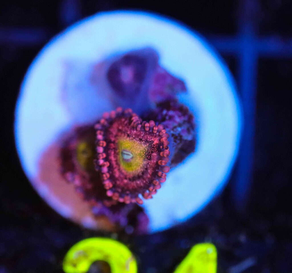 Frag Box Corals