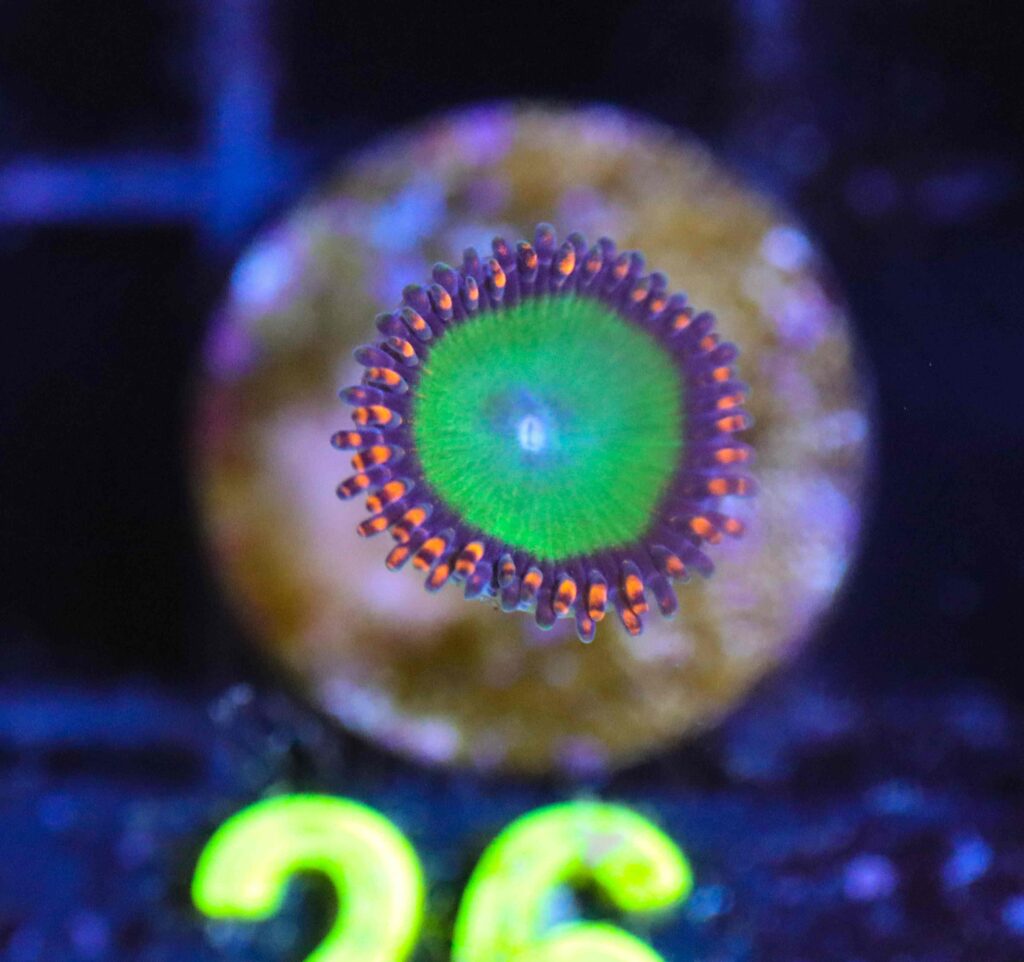 Frag Box Corals