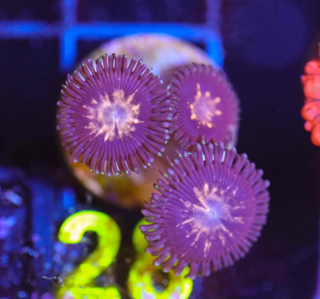 Frag Box Corals