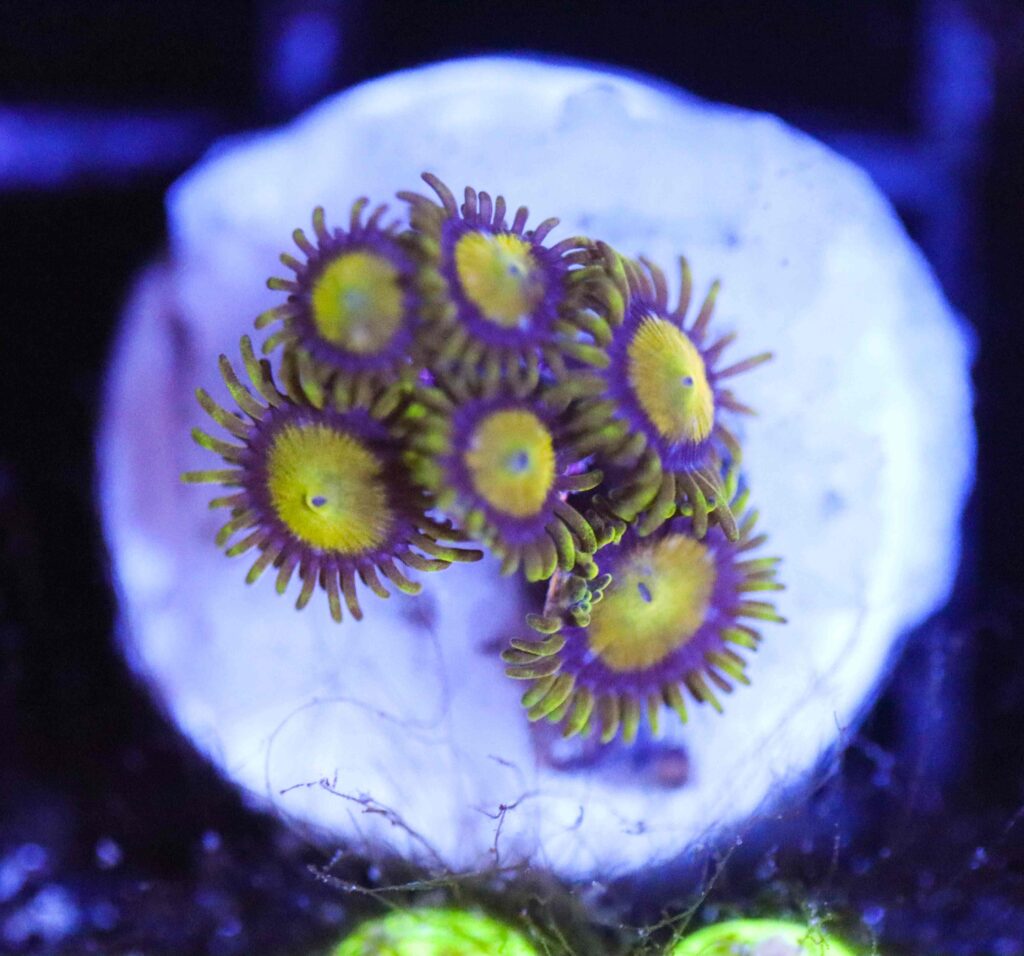 Frag Box Corals