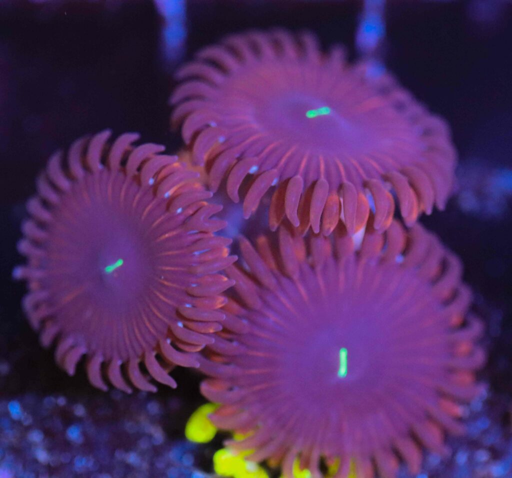 Frag Box Corals