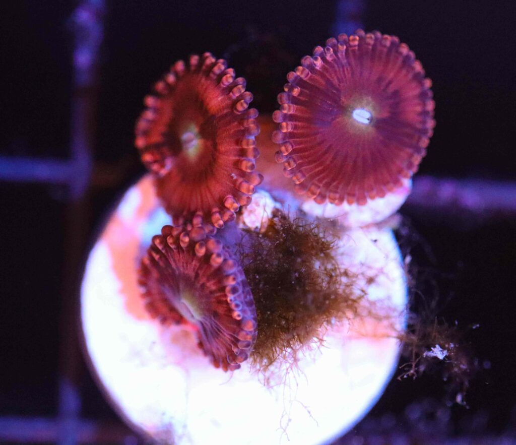 Frag Box Corals