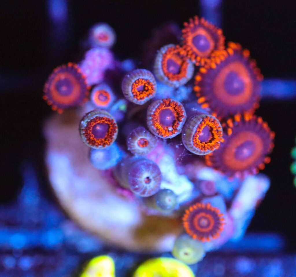 Frag Box Corals