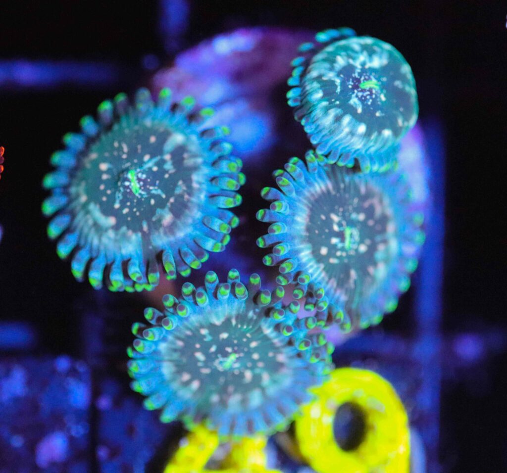 Frag Box Corals