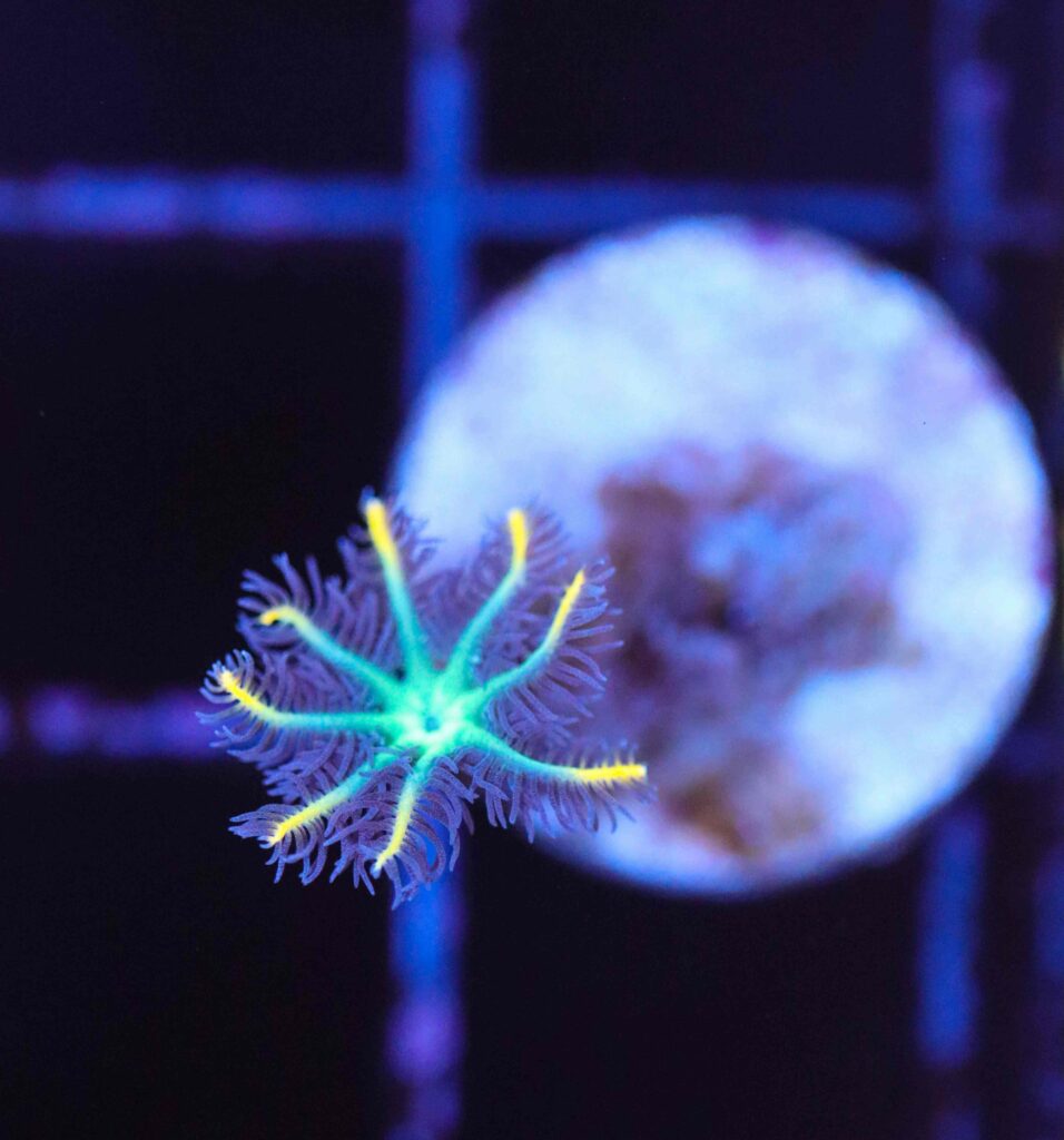 Frag Box Corals