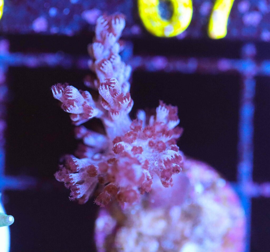 Frag Box Corals