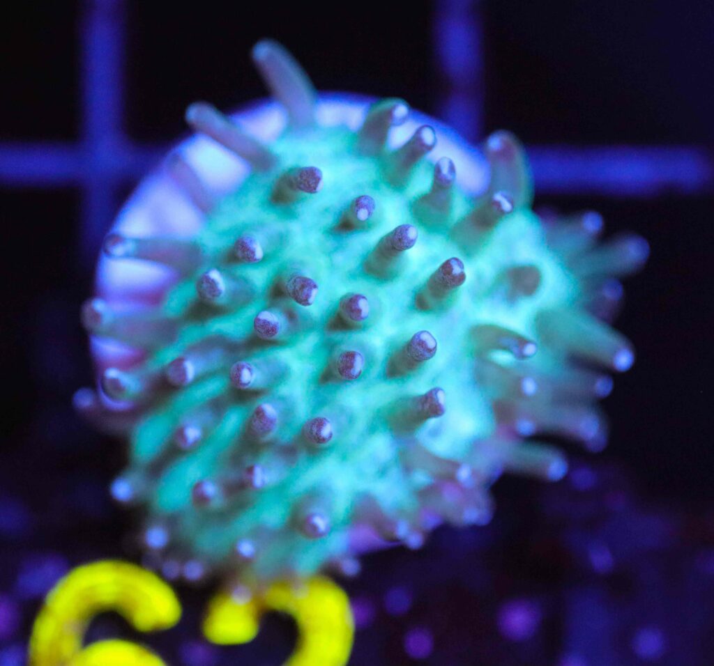 Frag Box Corals