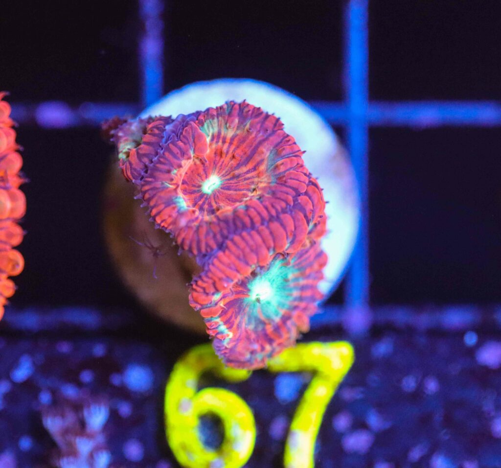 Frag Box Corals