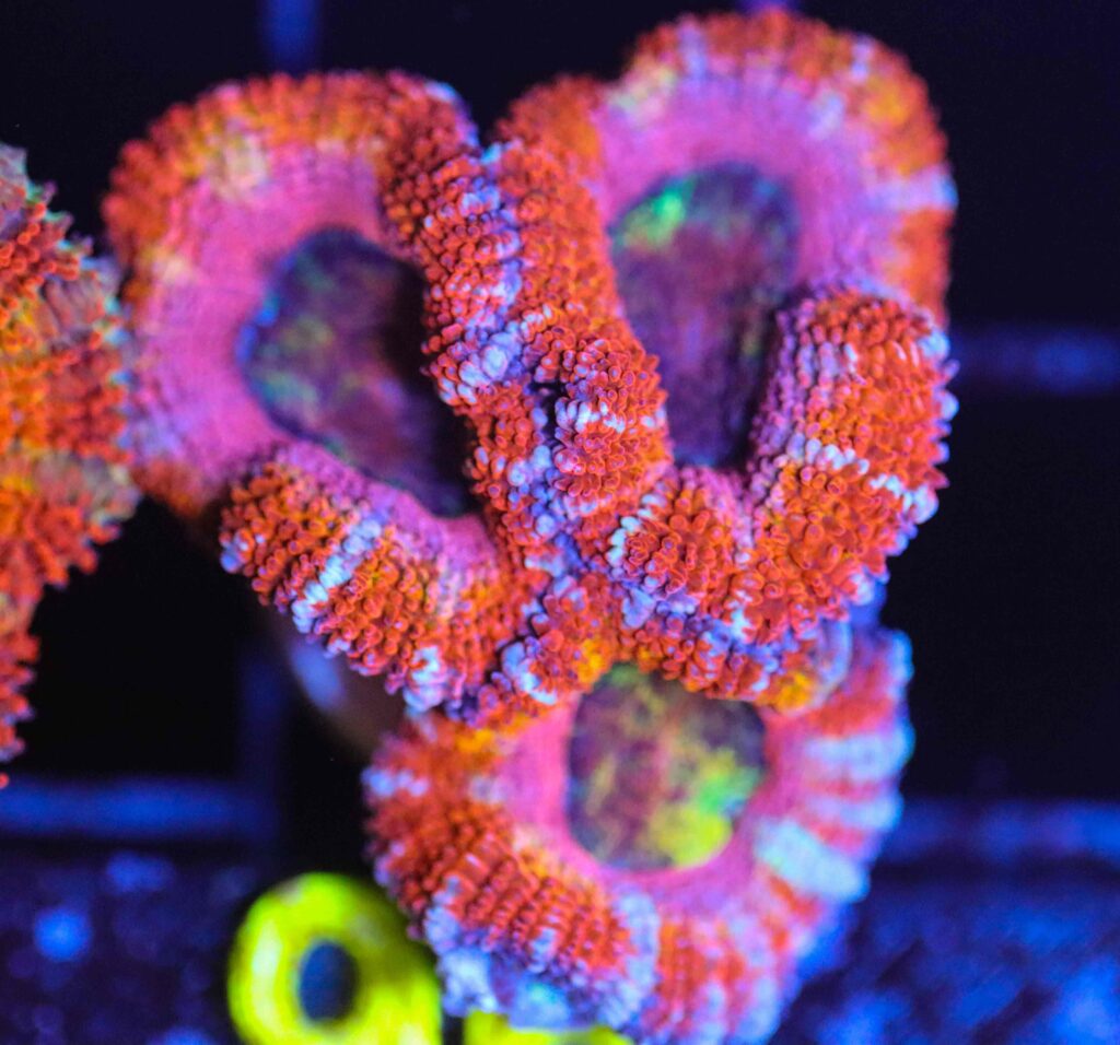 Frag Box Corals
