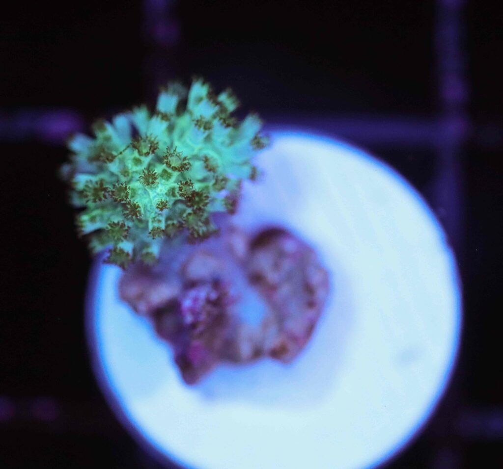 Frag Box Corals
