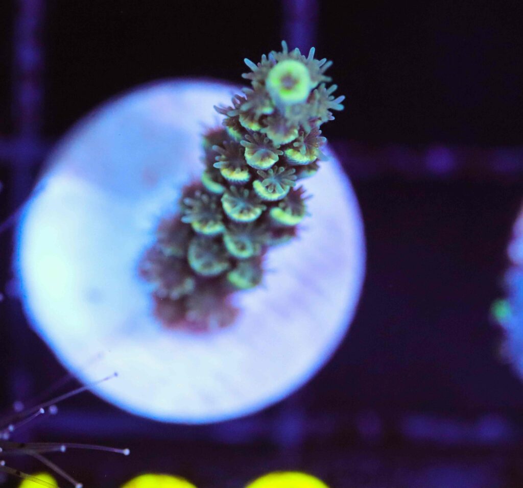 Frag Box Corals