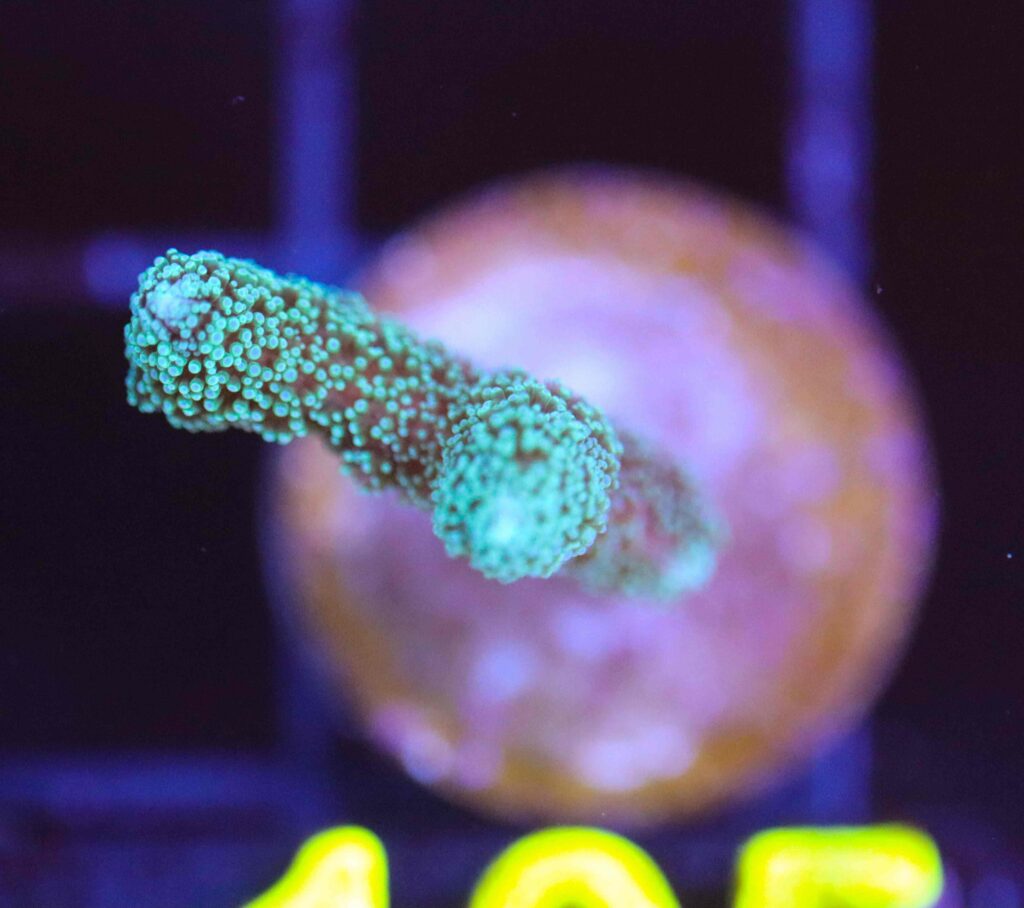 Frag Box Corals