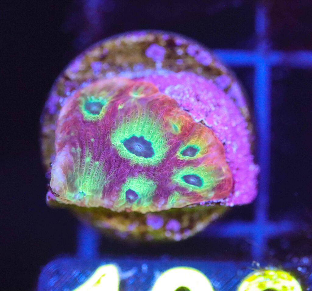 Frag Box Corals