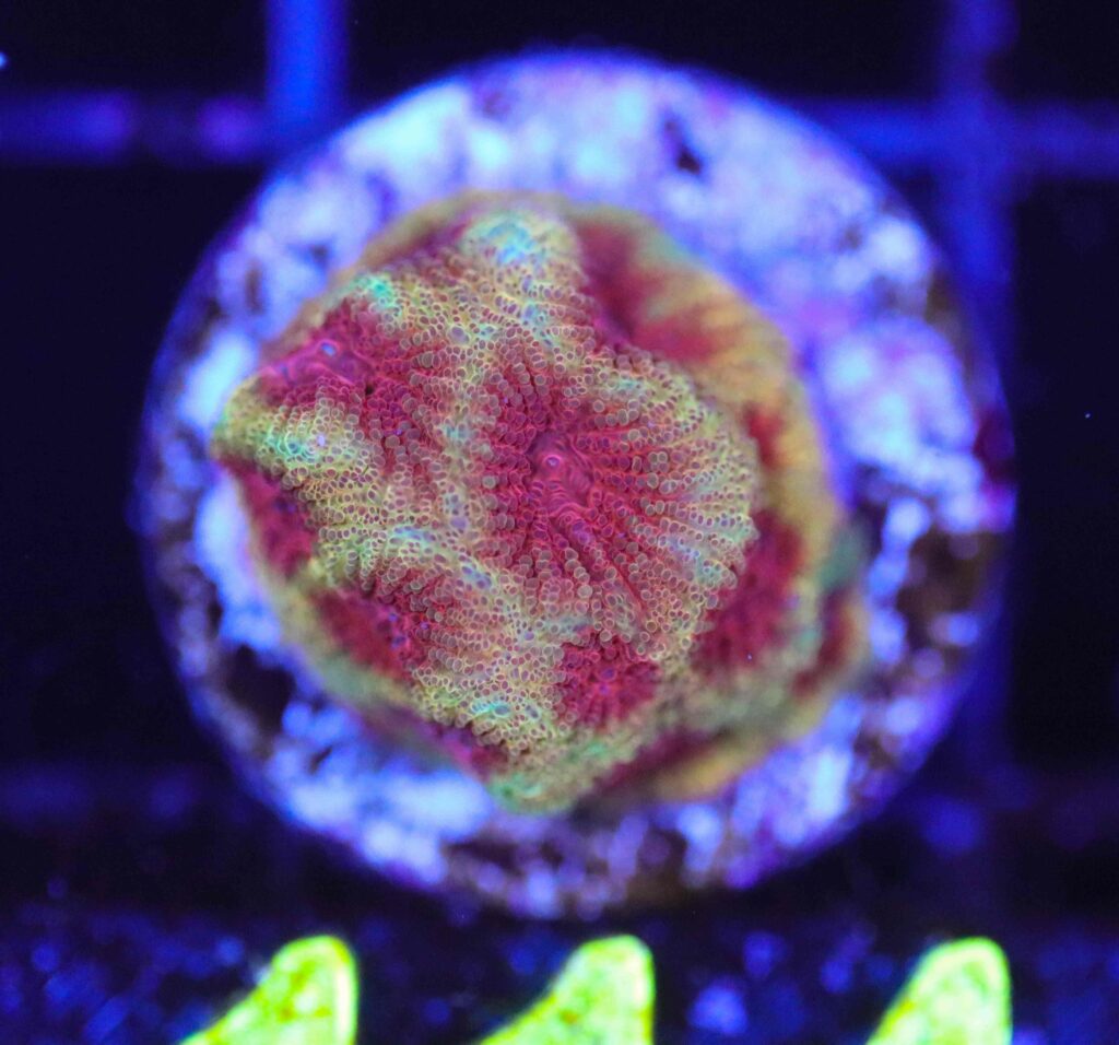 Frag Box Corals