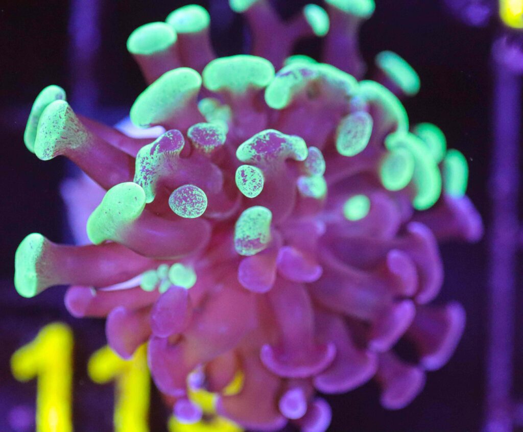 Frag Box Corals