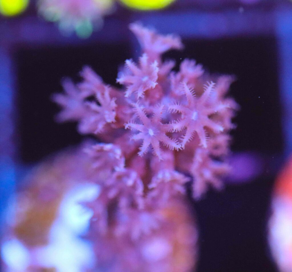 Frag Box Corals