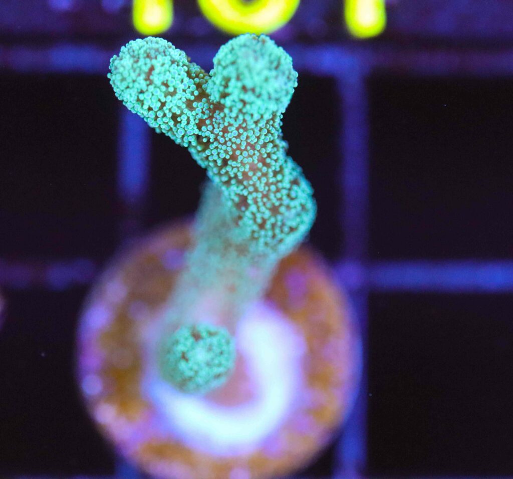 Frag Box Corals
