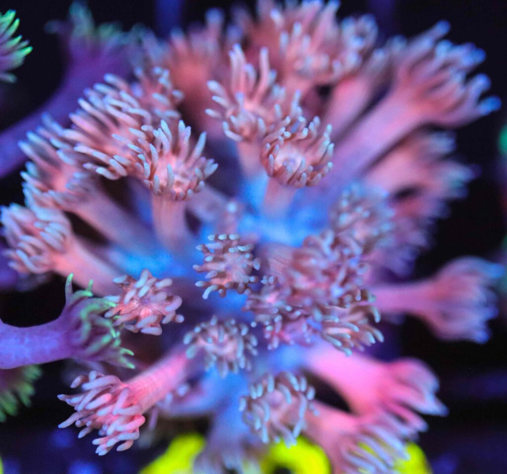Frag Box Corals