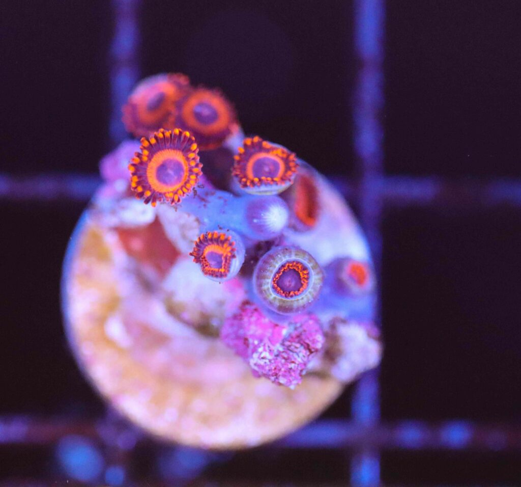 Frag Box Corals