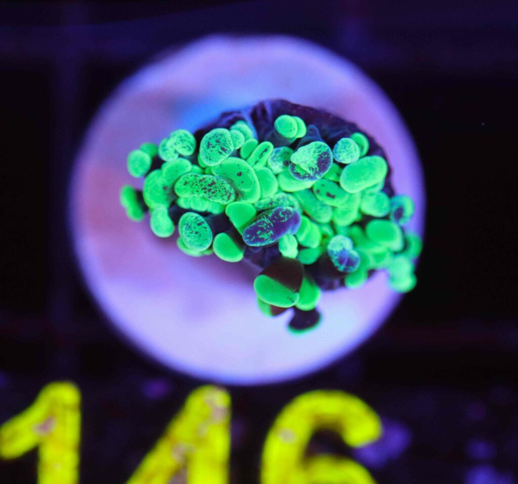 Frag Box Corals