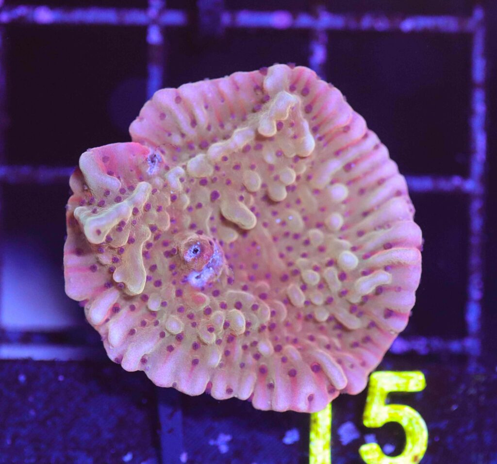 Frag Box Corals
