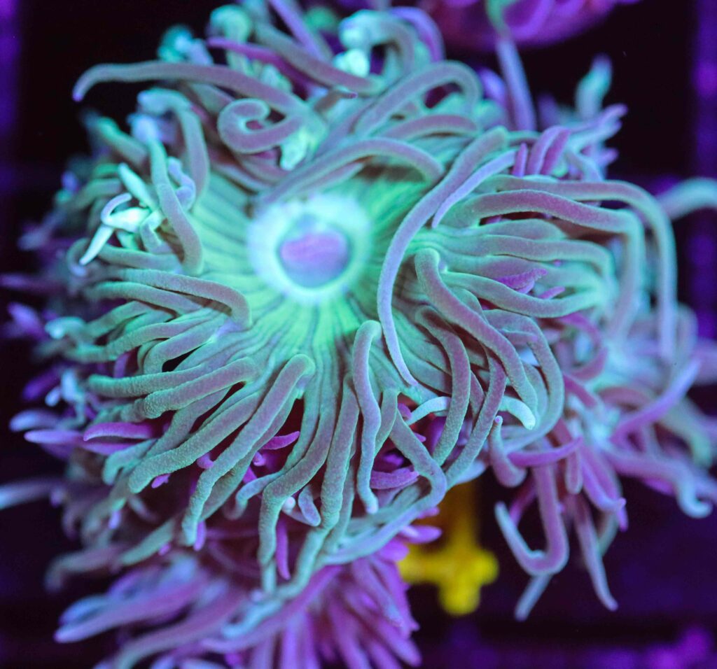 Frag Box Corals