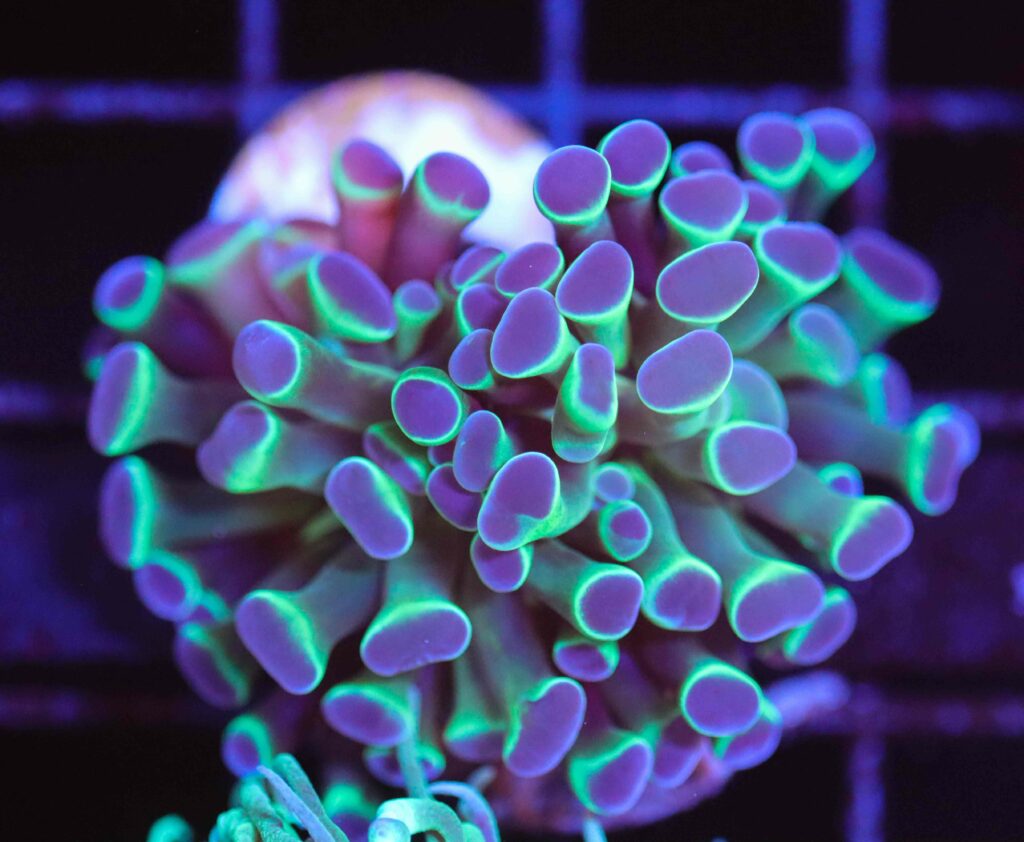 Frag Box Corals