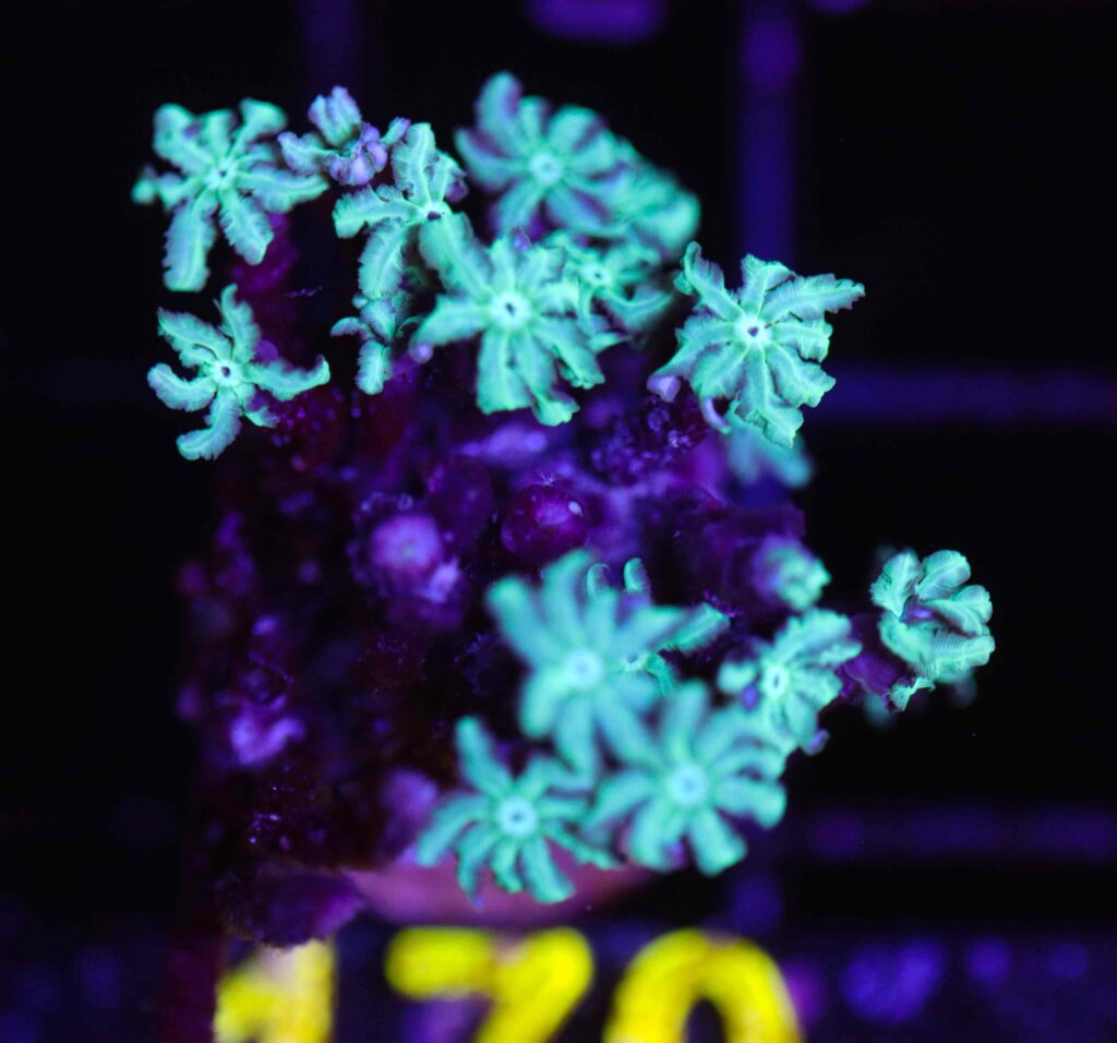 Frag Box Corals