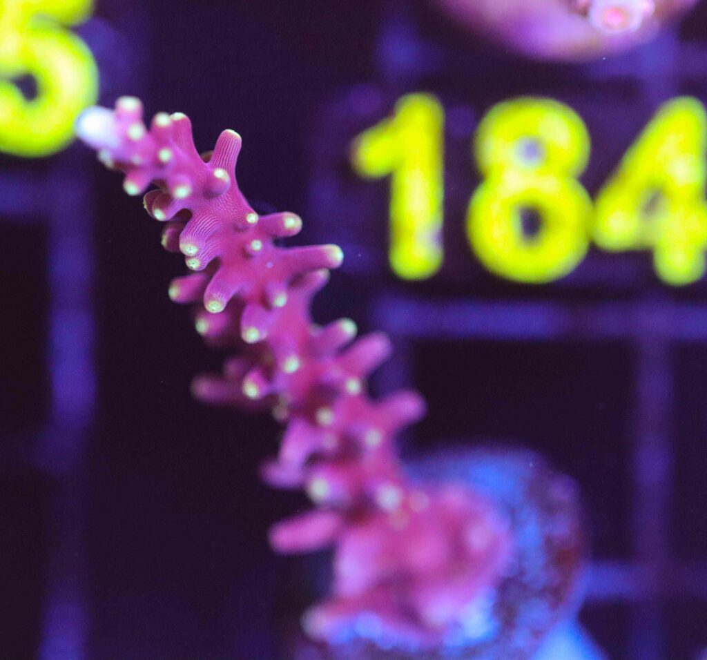 Frag Box Corals