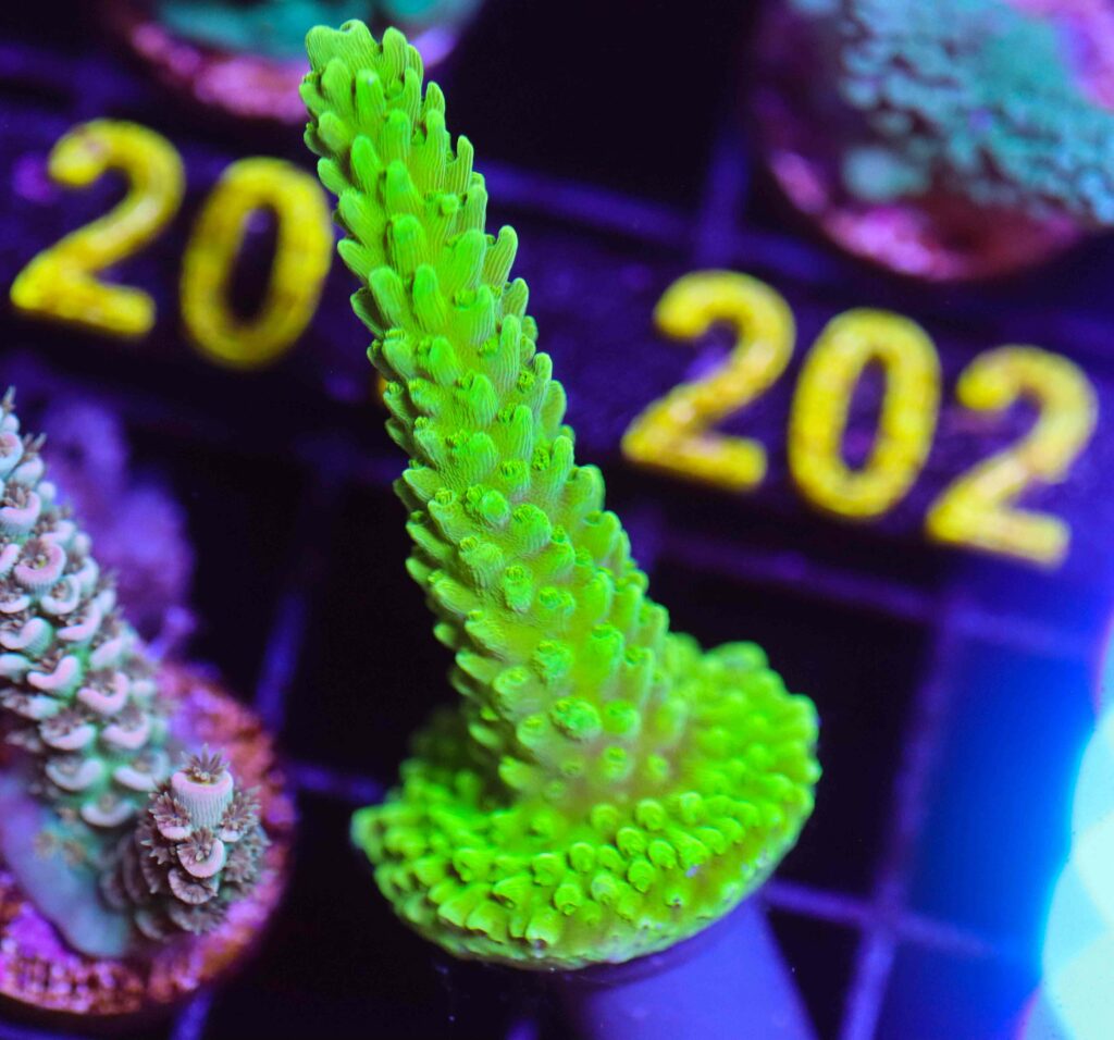 Frag Box Corals