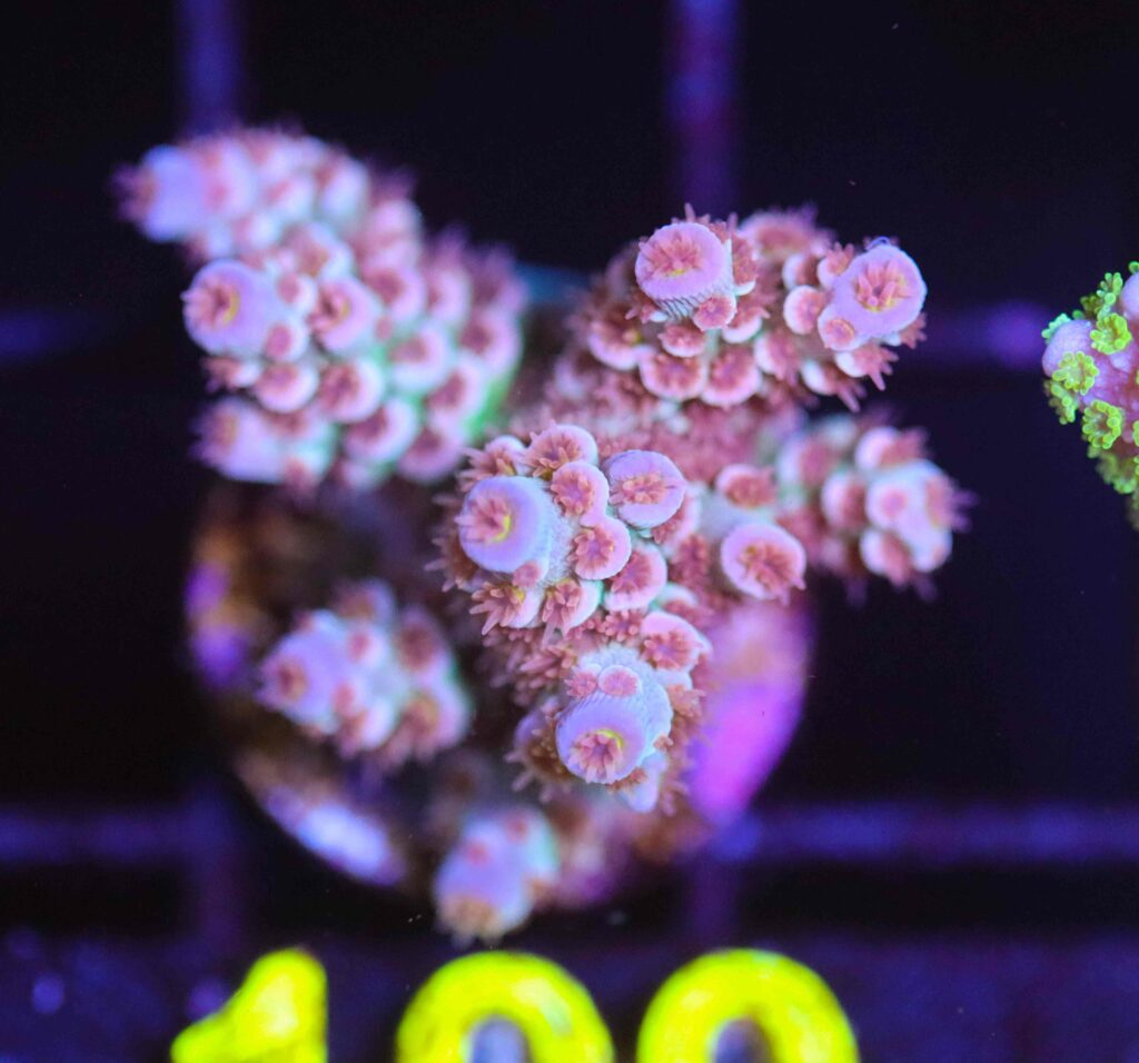 Frag Box Corals