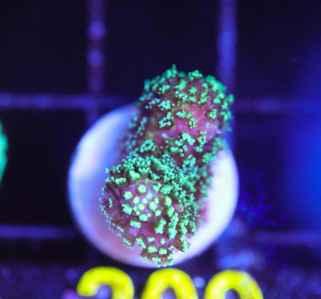 Frag Box Corals