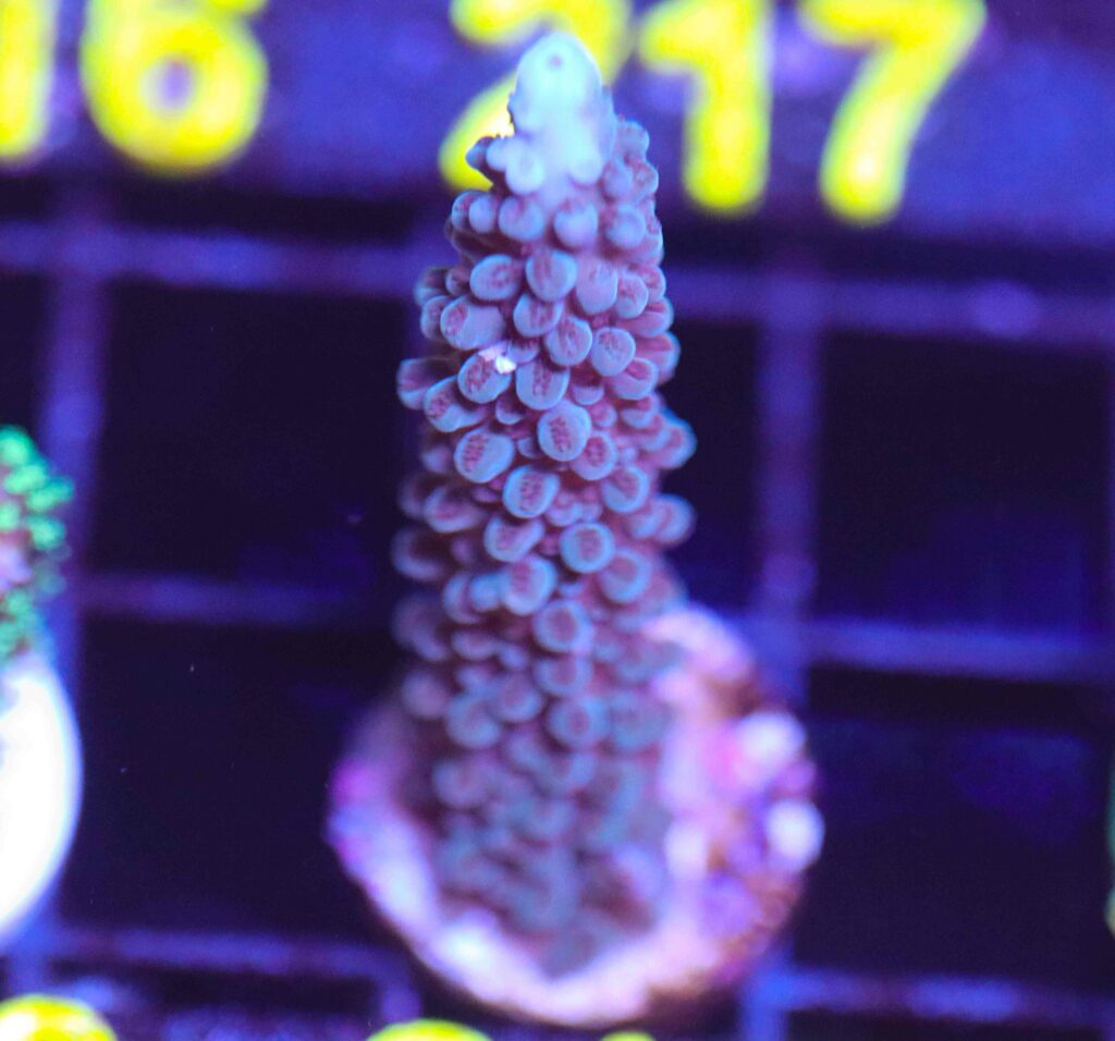 Frag Box Corals