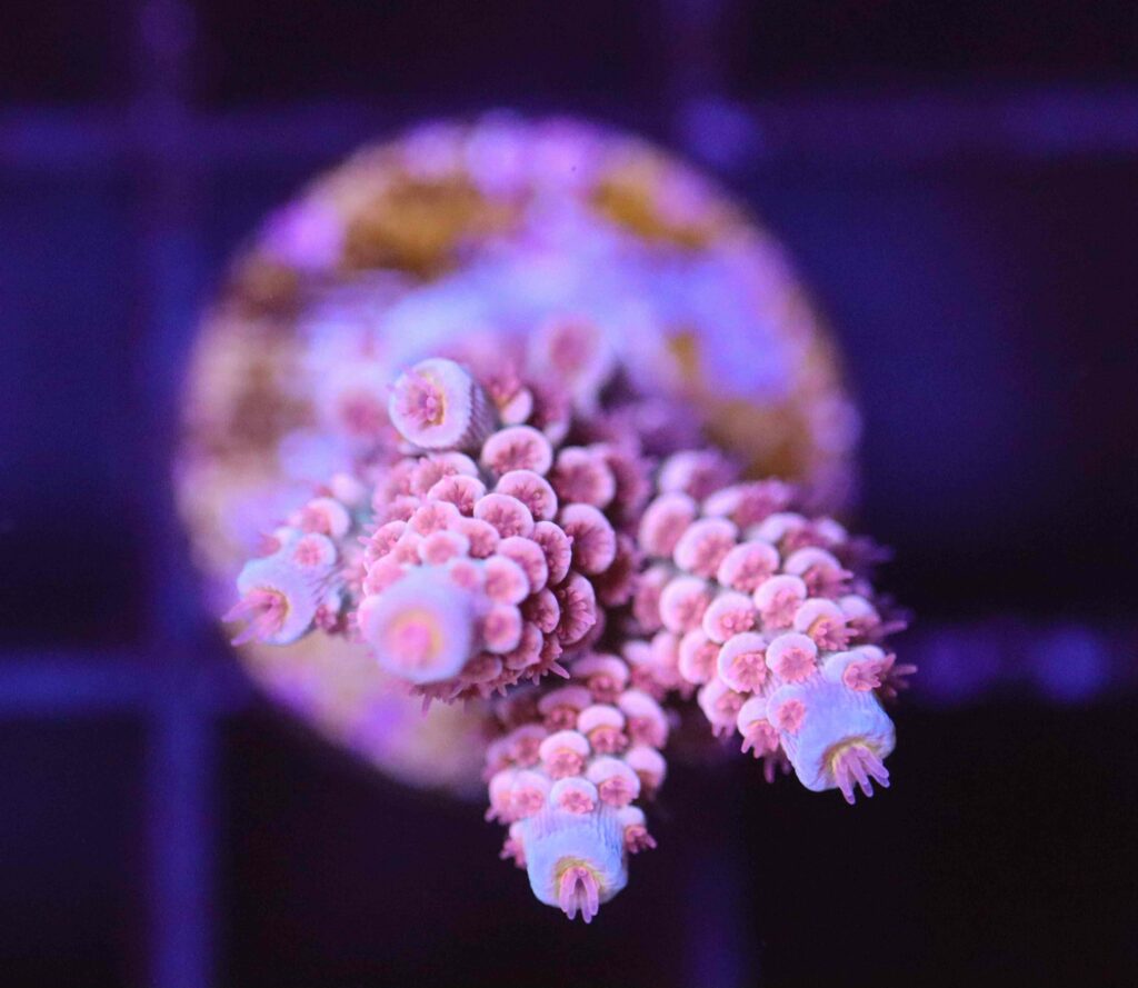 Frag Box Corals