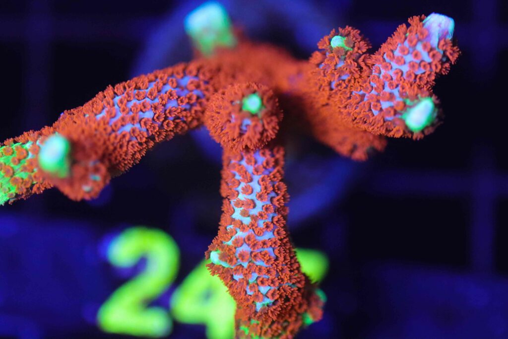 Frag Box Corals