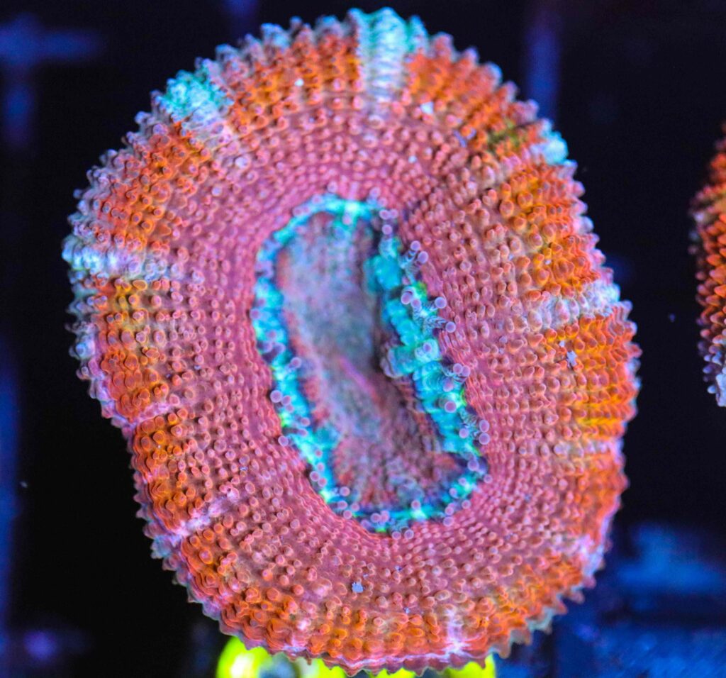 Frag Box Corals