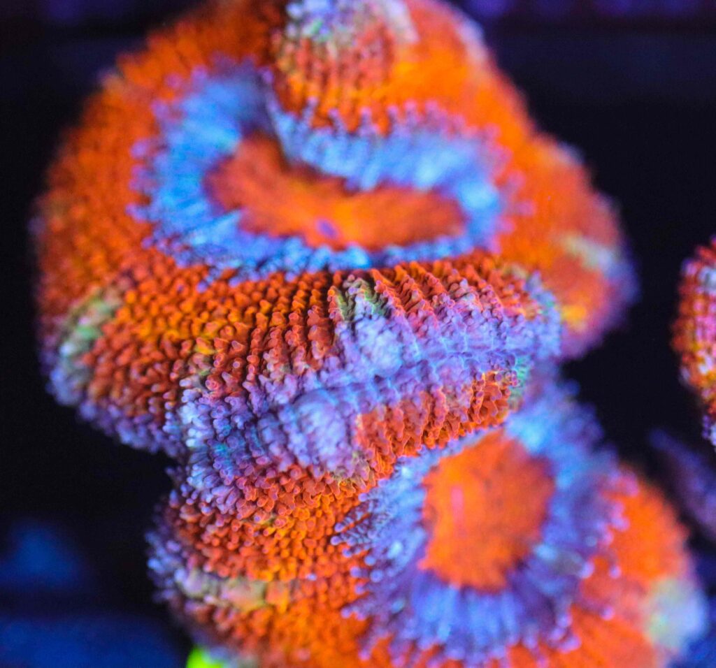 Frag Box Corals
