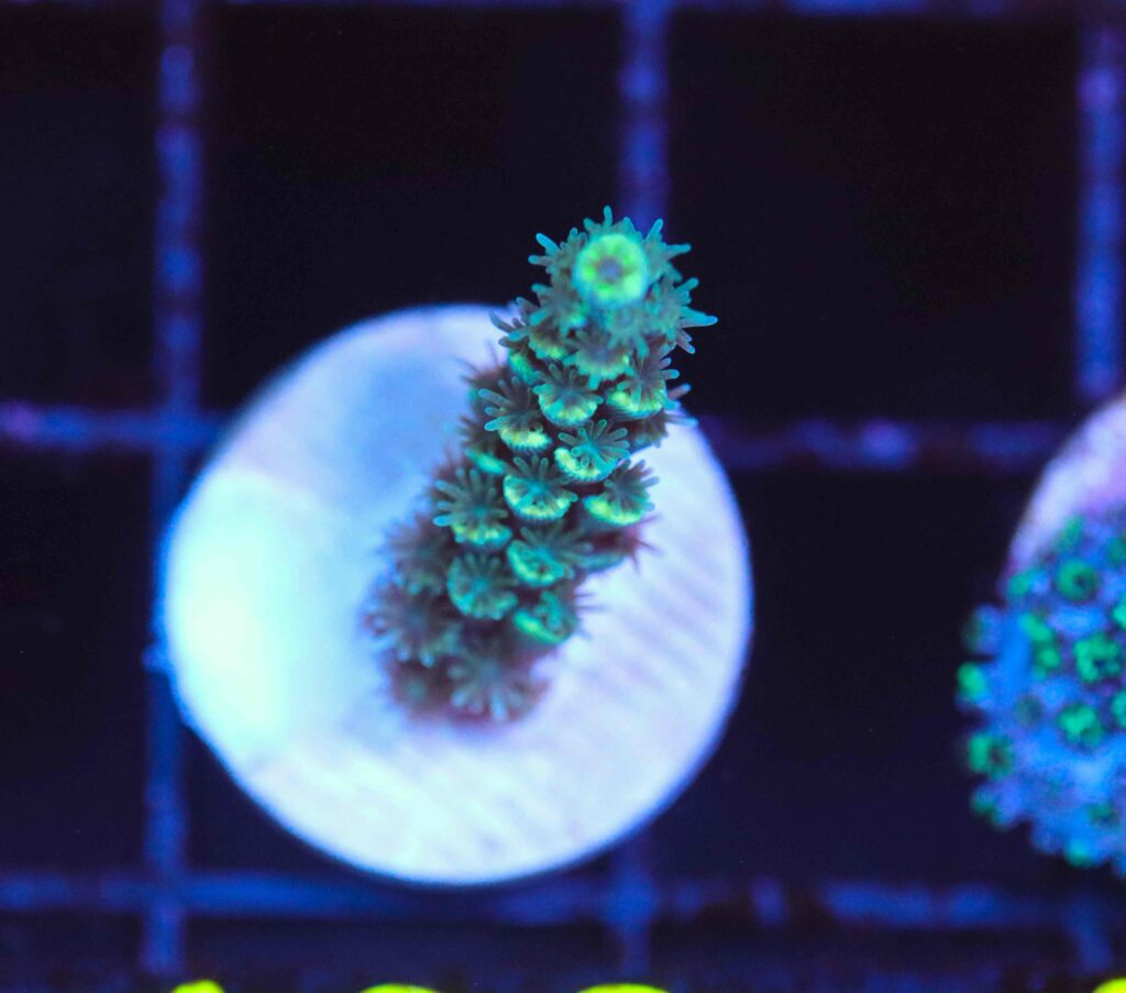 Frag Box Corals