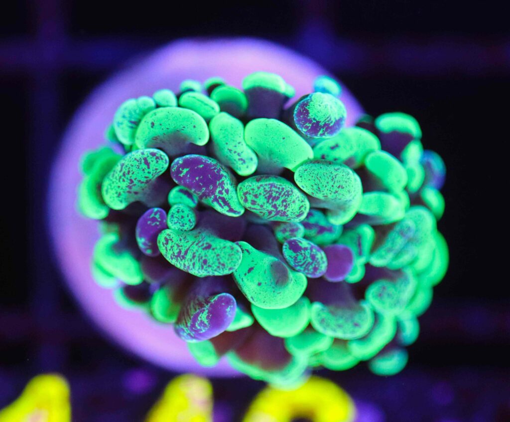 Frag Box Corals