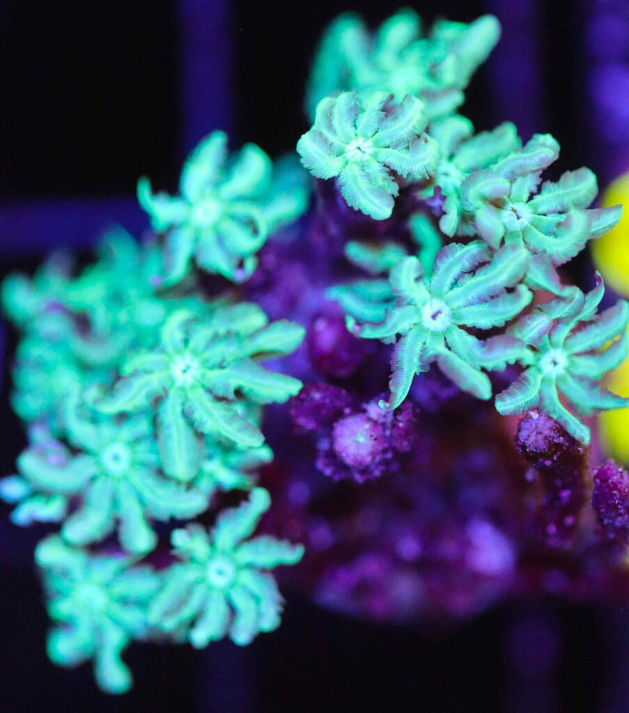 Frag Box Corals