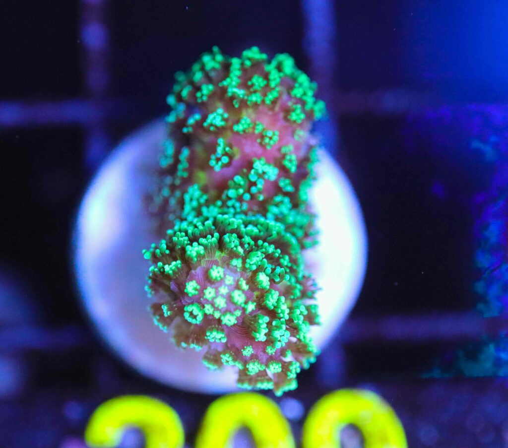 Frag Box Corals